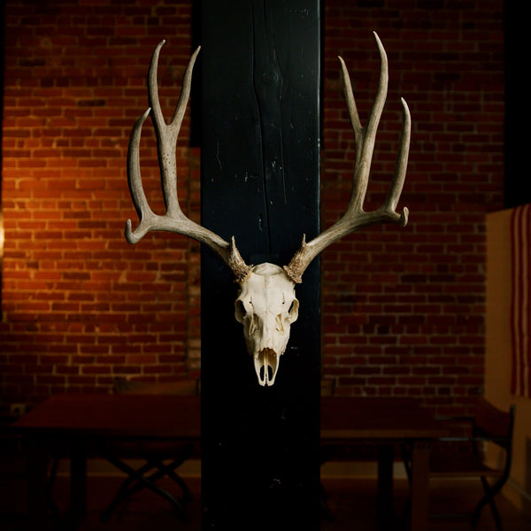 Mount any size deer skull or predator skull